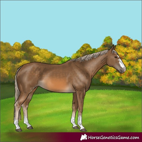 Horse Color:Chocolate Palomino 