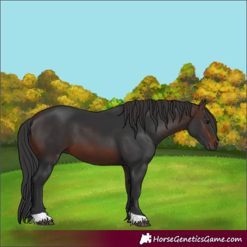 Horse Color:Brown 