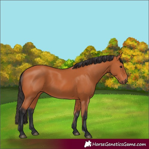 Horse Color:Bay 