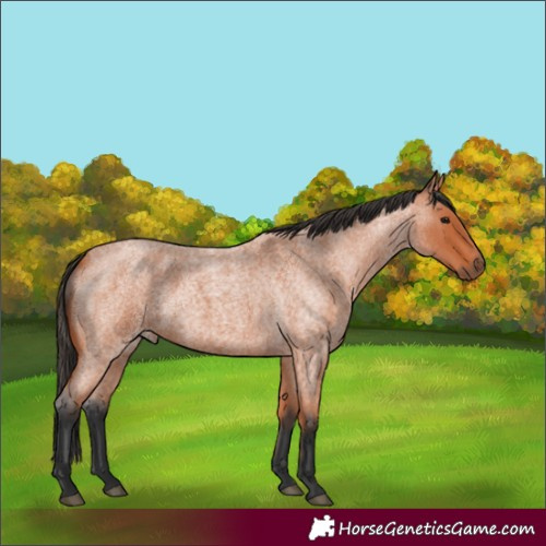 Horse Color:Bay Roan 