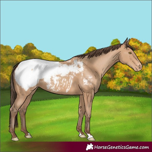 Horse Color:Unknown 
