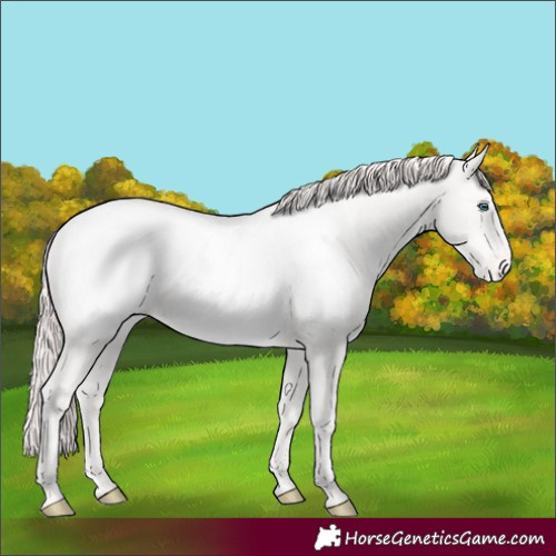 Horse Color:Unknown 