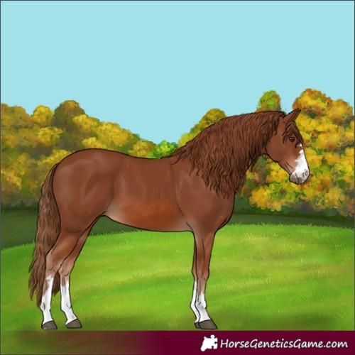 Horse Color:Unknown 
