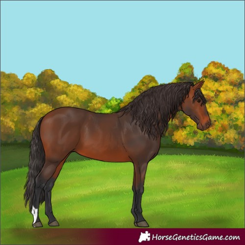 Horse Color:Unknown 