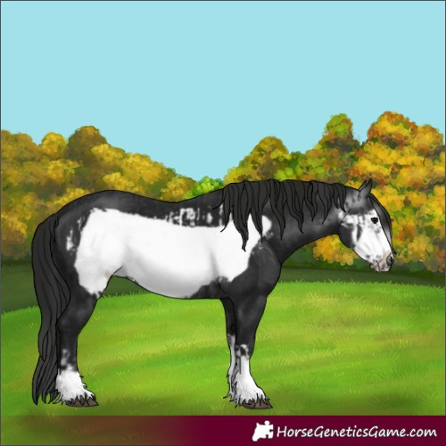 Horse Color:Black Frame and Gray Black Frame