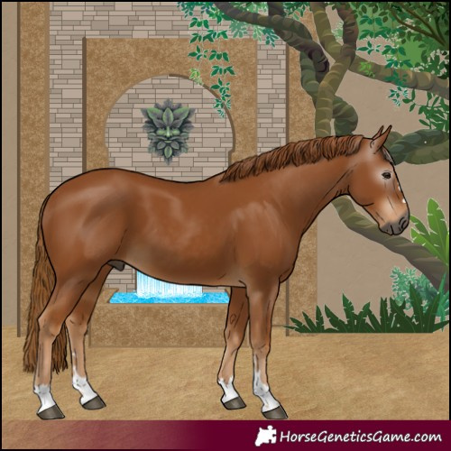 Horse Color:Gray Chestnut