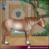 Horse Color:Gray Chestnut 