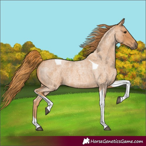 Horse Color:Red Roan Tobiano 