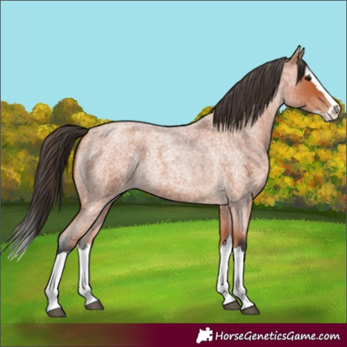 Horse Color:Bay Roan Splash 