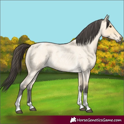 Horse Color:Buckskin Roan Dun Tobiano