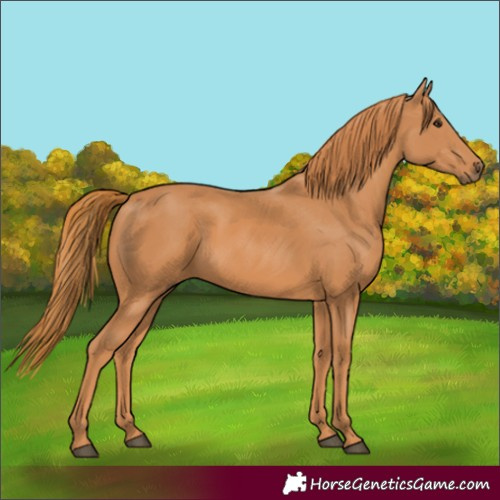 Horse Color:Chestnut 