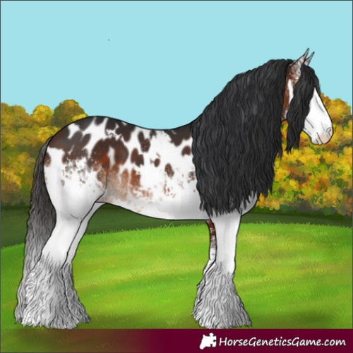Horse Color:White Spotted Brown Appaloosa 