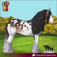 Horse Color:White Spotted Brown Appaloosa