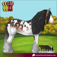 Horse Color:White Spotted Brown Near Leopard
