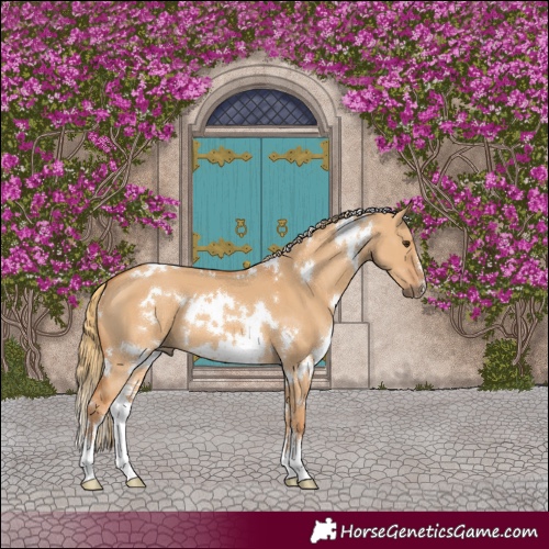 Horse Color:White Spotted Red Dun Sabino 