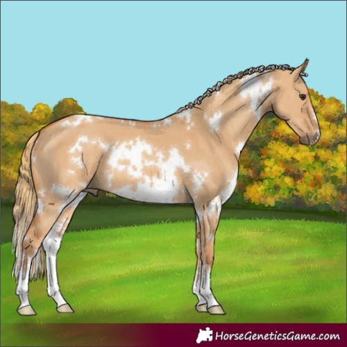Horse Color:White Spotted Red Dun Sabino 