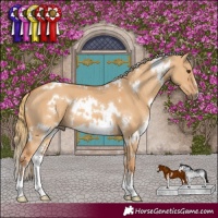 Horse Color:White Spotted Red Dun Sabino 