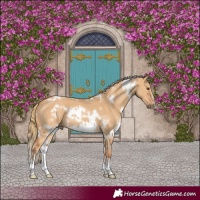 Horse Color:White Spotted Red Dun Sabino 