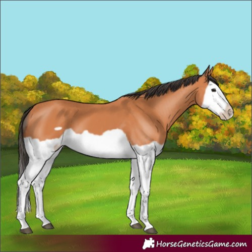 Horse Color:Bay Splash Frame
