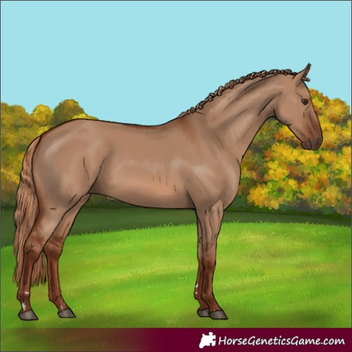 Horse Color:Red Dun 