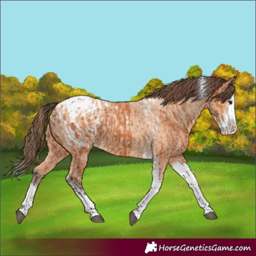 Horse Color:Bay Splash Tobiano Blanket  and Amber Champagne Splash Tobiano Blanket 