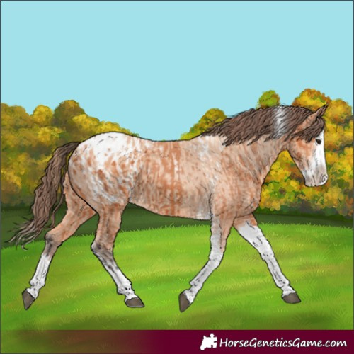 Horse Color:Bay Splash Tobiano Appaloosa and Amber Champagne Splash Tobiano Appaloosa