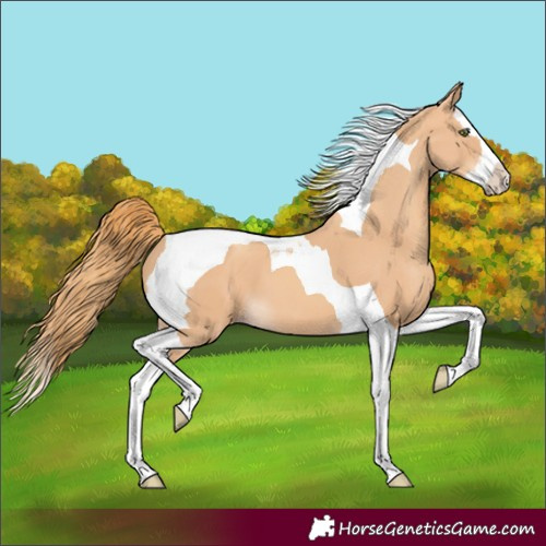 Horse Color:Gold Champagne Splash Tobiano 