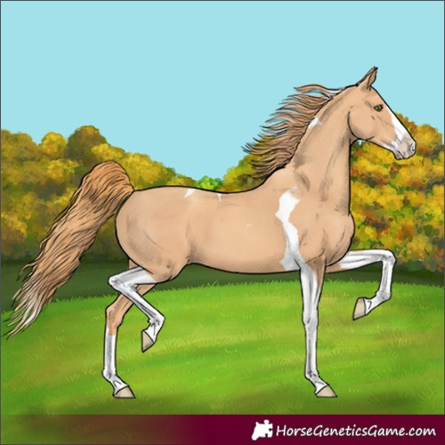 Horse Color:Gold Champagne Splash Tobiano