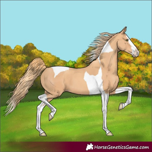 Horse Color:Gold Champagne Splash Tobiano 