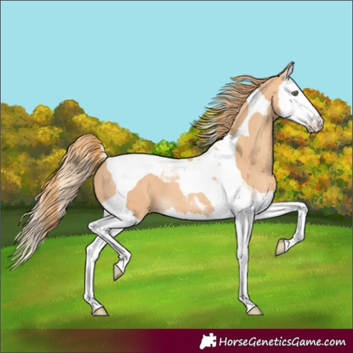 Horse Color:Gold Champagne Splash Tobiano