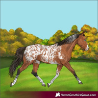 Horse Color:Bay Splash Tobiano Appaloosa  and Bay Splash Tobiano Appaloosa 