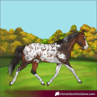 Horse Color:Bay Splash Tobiano Appaloosa and Bay Splash Tobiano Appaloosa