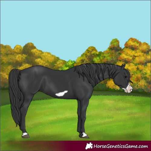 Horse Color:Black Frame 
