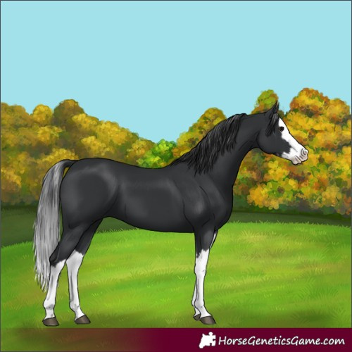 Horse Color:Black Splash