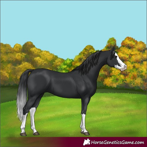 Horse Color:Black Splash