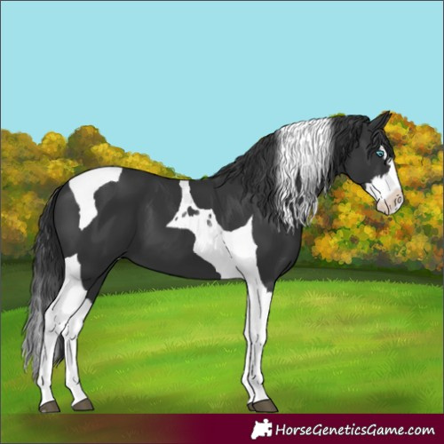 Horse Color:Black Splash Tobiano