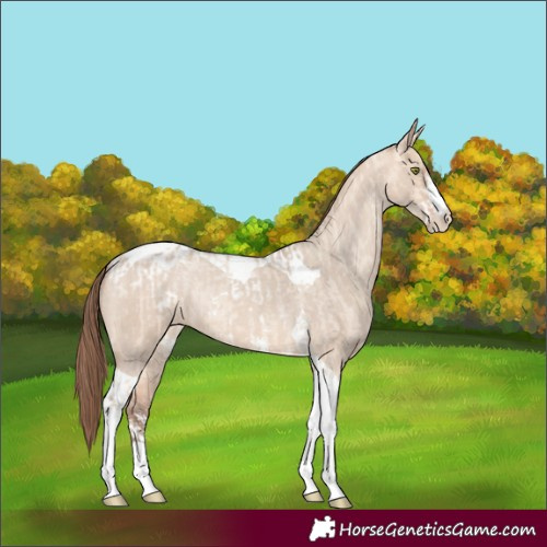 Horse Color:Amber Champagne Dun Sabino Tobiano Appaloosa  and Amber Champagne Dun Sabino Tobiano Appaloosa 