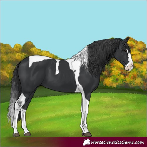 Horse Color:Black Splash Tobiano 