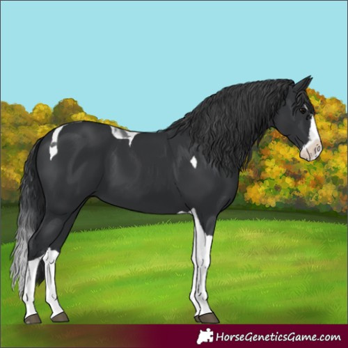Horse Color:Black Splash Tobiano 