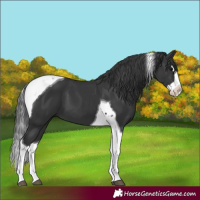 Horse Color:Black Splash Tobiano 