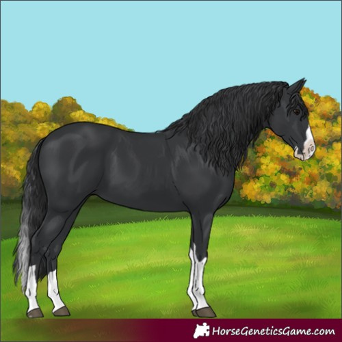 Horse Color:Black Splash Tobiano