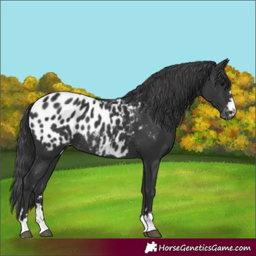 Horse Color:Black Appaloosa Rabicano