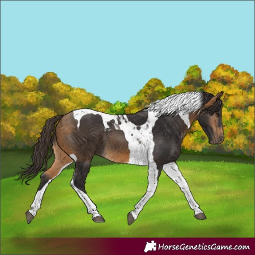 Horse Color:Buckskin Tobiano 
