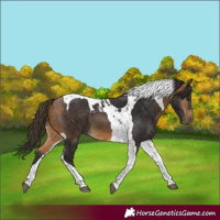Horse Color:Buckskin Tobiano 