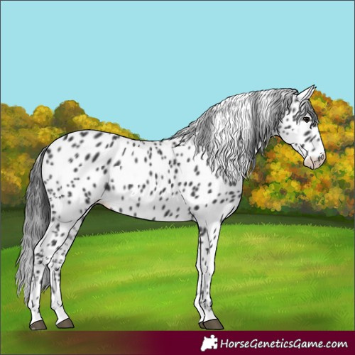 Horse Color:Black Appaloosa Rabicano 