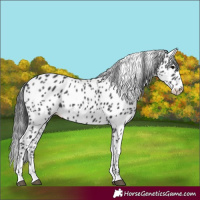 Horse Color:Black Leopard Rabicano 