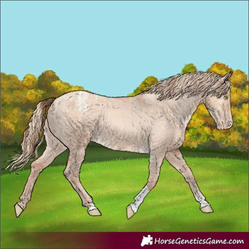Horse Color:Amber Champagne Dun Sabino Tobiano Appaloosa and Gold Champagne Dun Sabino Tobiano Appaloosa
