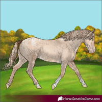 Horse Color:Amber Champagne Dun Sabino Tobiano Varnish and Gold Champagne Dun Sabino Tobiano Varnish