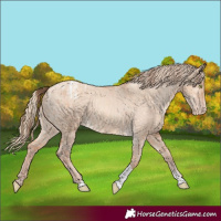 Horse Color:Amber Champagne Dun Sabino Tobiano Appaloosa and Gold Champagne Dun Sabino Tobiano Appaloosa