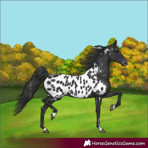 Horse Color:Black Appaloosa Rabicano